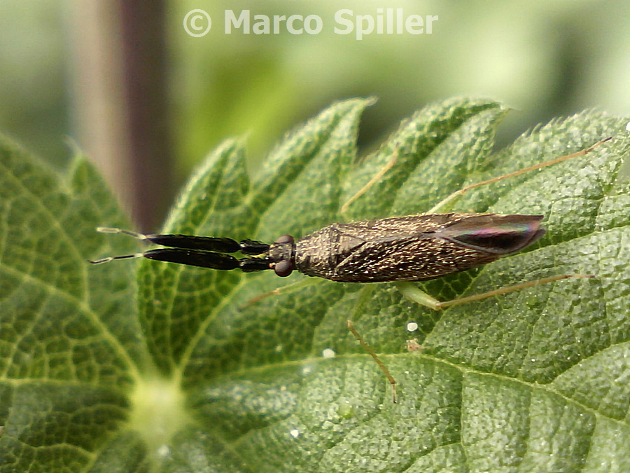 Heterotoma sp